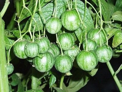 Solanum caripense - Tzimbalo -Rare Tropische Pflanze Strauch Samen (8)