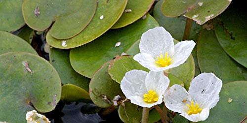 European Frog-bit (Hydrocharis morsus-ranae) garden pond, frost-hardy - Live aquatic plant