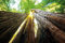 1art1 Wälder Poster Baumstämme, Lichtblick Nach Oben Kunstdruck Bild 120x80 cm