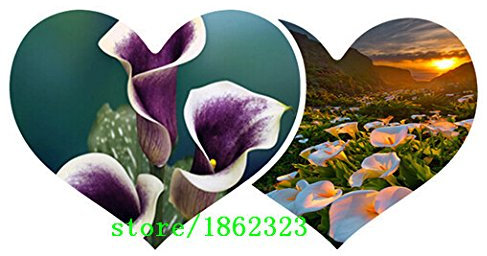 semillas, Clivia Clivia barato semillas en maceta, flor Bonsai balcón para el hogar y jardín de 10 piezas / paquete