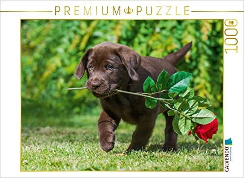 CALVENDO Puzzle EIN Motiv aus dem Kalender Labrador Retriever - EIN Herz auf 4 Pfoten 1000 Teile Puzzle quer | Lege-Größe cm Foto-Puzzle für glückliche Stunden