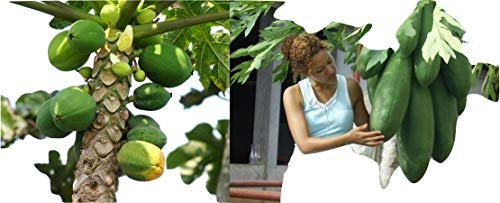 Melonenbaum, Papaya, Früchte aus dem eigenen Garten, Samen,schnellwüchsig, EXOT! 11 Samen