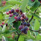 Felsenbirne 'Ballerina' - Amelanchier 'Ballerina' - Blütenstrauch