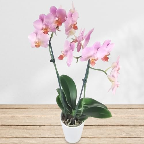 Rosa Orchidee inklusive Keramikübertopf und Grußkarte # Pflanze # Zimmerpflanze # Büropflanze
