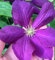 Italienische Waldrebe - Clematis viticella - Etoile Violette - stark wachsend, pflegeleicht - 40-60 cm