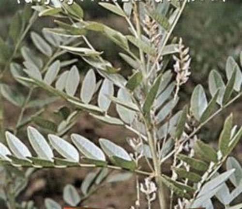 Italsementi Liquirizia