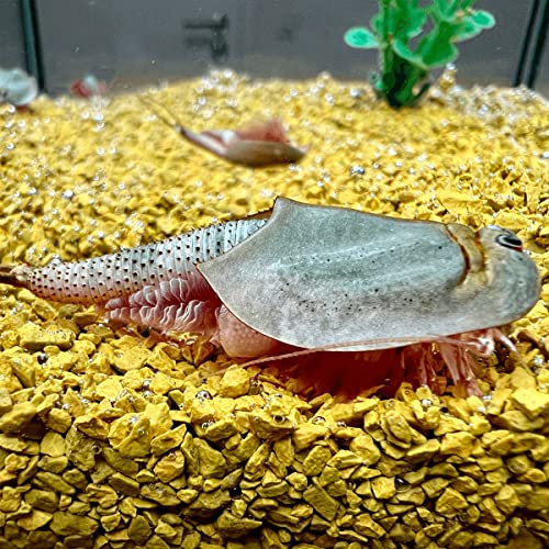 Triops Longicaudatus Urzeitkrebse Starter Set mit ca. 1000 Urzeitkrebs-Eiern / Zysten von Triops King aus Deutschland, Anleitung zur Zucht und Jungtier-Futter - Züchte deine eigenen Urzeitkrebse bei dir zu Hause im Aquarium