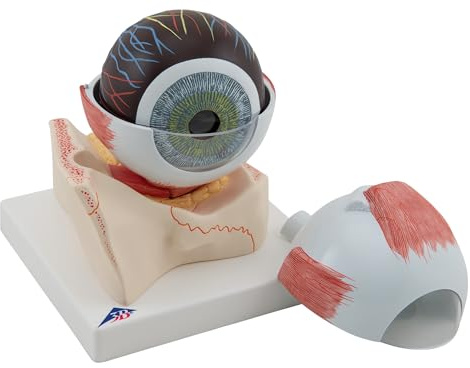3B Scientific® Augenmodell – 5-fach vergrößertes Humananatomie-Modell, 7-teilig mit abnehmbaren Strukturen, Langlebiges PVC + Smart Anatomy App (5 Jahre Garantie)