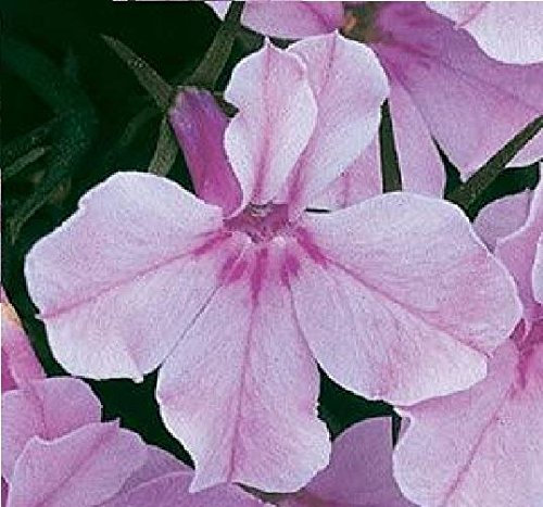 Just Seed - Flower - Lobelia Bedding - Riviera Lilac - 2000 Seed