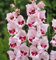 freies Schiff 20seeds Gladiolen Samen, Gladiolen Blumensamen, 95% Keimung, DIY Aerobic Topfpflanzen, seltene Schwert Liliensamen,