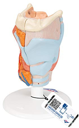 3B Scientific Menschliche Anatomie - Kehlkopfmodell, 2-teilig + kostenlose Anatomie App - 3B Smart Anatomy, 2,5-fache Größe, G22