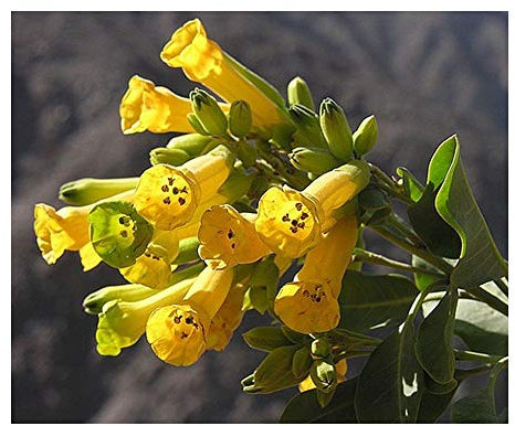 Nicotiana glauca - Blaugruener Tabak - 20 Samen