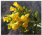 Nicotiana glauca - Blaugruener Tabak - 20 Samen