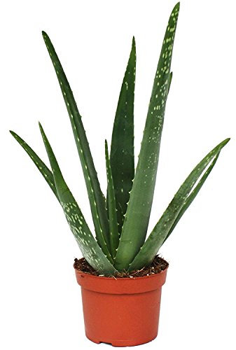 Aloe Vera - Live Potted House Plant