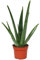 Aloe Vera - Live Potted House Plant