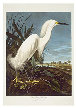 Wee Blue Coo Painting Bird Audubon Snowy Heron Egret Wall Art Print