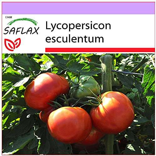 SAFLAX - Tomate - Rose de Berne - 10 Samen - Lycopersicon esculentum