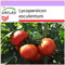 SAFLAX - Tomate - Rose de Berne - 10 Samen - Lycopersicon esculentum
