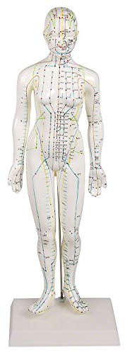 Akupunkturfigur weiblich, Anatomie Modell, Anatomische Lehrmittel, Med. Lehrmittel, Akupunktur,