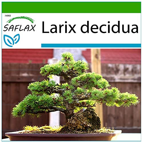 SAFLAX - Bonsai - Europäische Lärche - 75 Samen - Mit keimfreiem Anzuchtsubstrat - Larix decidua