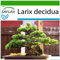 SAFLAX - Bonsai - Europäische Lärche - 75 Samen - Mit keimfreiem Anzuchtsubstrat - Larix decidua