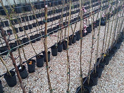 Mela Royal Gala Pianta in Vaso Varietà Mela Royal Gala - 1 Pianta