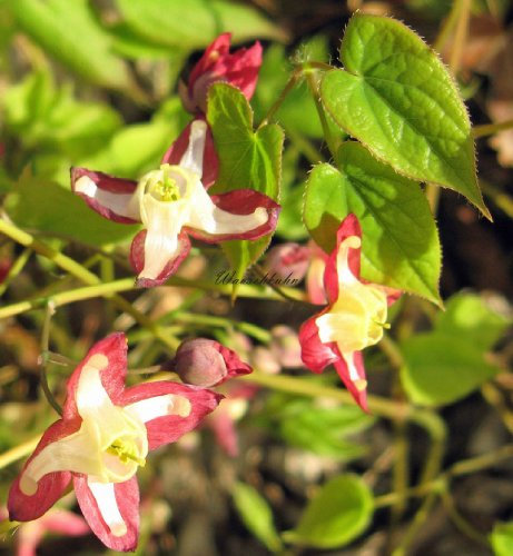 Staudenkulturen Wauschkuhn Epimedium rubrum - Elfenblume - Staude im 9cm Topf