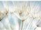 Runa Art Fototapeten 396 x 280 cm Pusteblumen - Vlies Wanddekoration Wohnzimmer Schlafzimmer - Deutsche Manufaktur - Blau 9002012b