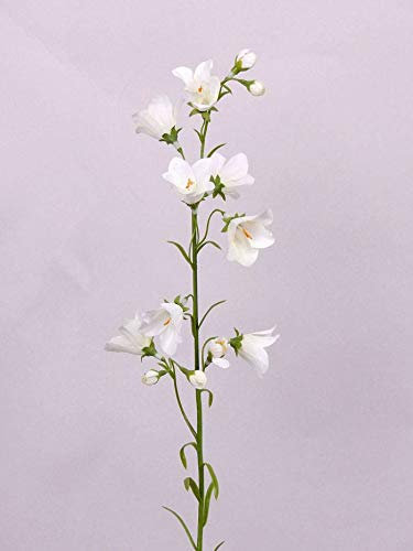 artplants.de Kunstblume Glockenblume Campanula weiß 66cm - Künstliche Blume