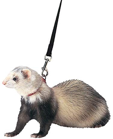 Marshall Ferret Harness and Lead Set – 48 – Black Color – Adjustable 3/8 Flat Nylon with Quick-Snap Buckles – Escape-Resistant Design – Lead Included