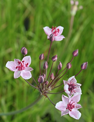 WASSERPFLANZEN WOLFF - 2er-Set in 9x9 cm Töpfen - Butomus umbellatus - Blumenbinse - Schwanenblume - Wasserliersch, rosa - heimisch - winterhart - Wolff