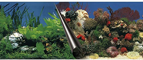 Europet Bernina 241-108871 Photo-Rückwand, 120 x 50 cm Motiv Stone und Coral