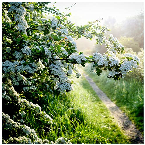 5 Hawthorn Hedging Plants, 4-5ft Hedge, Native Hawthorne, Quickthorn, Mayflower 3fatpigs®