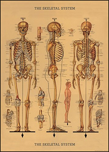 Cavallini Decorative Paper - Skeleton Chart 20x28 Sheet by Cavallini Papers & Co.