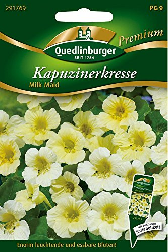 Kapuzinerkresse Milk Maid von Quedlinburger Saatgut