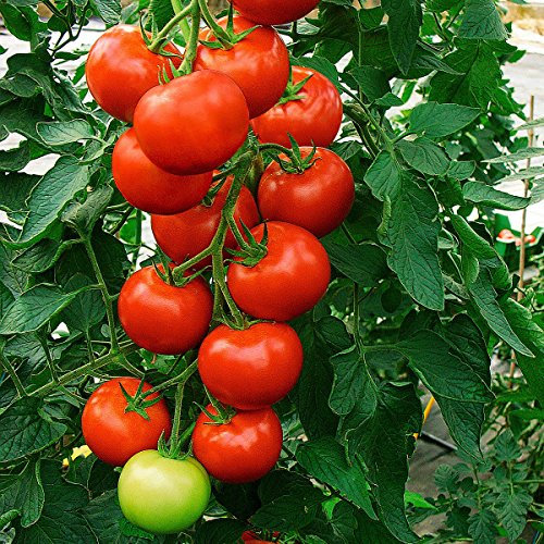 Tomatensamen Sparta F1
