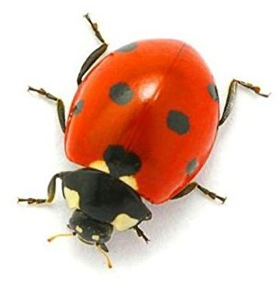 Akachafactory Autocollant Sticker Voiture Moto Deco Animal animaux coccinelle insecte Enfant