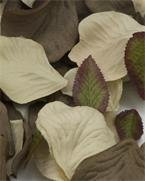Artificial Rose Petals - Champagne/Brown