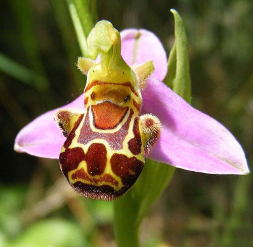 ADB Inc 100 Samen-China Seltene Blumen-Bienen-Ragwurz Blumen-Samen-Lächeln-Gesicht (Bee 100 Seeds)
