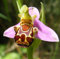 ADB Inc 100 Samen-China Seltene Blumen-Bienen-Ragwurz Blumen-Samen-Lächeln-Gesicht (Bee 100 Seeds)