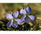 100 PRAIRIE VIOLET PURPLE VIOLA Coastal Rittersporn Pedatifida Palmata Blumensamen