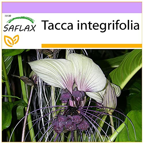 SAFLAX - Weiße Fledermausblume - 10 Samen - Tacca integrifolia