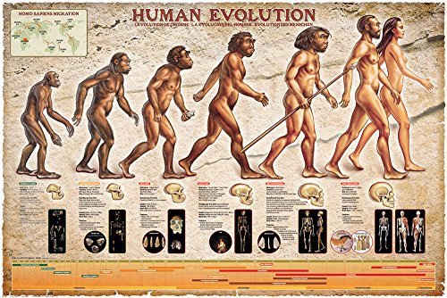 Educational - Bildung Human Evolution - Bildungsposter Plakat Druck - Maxiposter Version in Englisch - Größe 91,5x61 cm