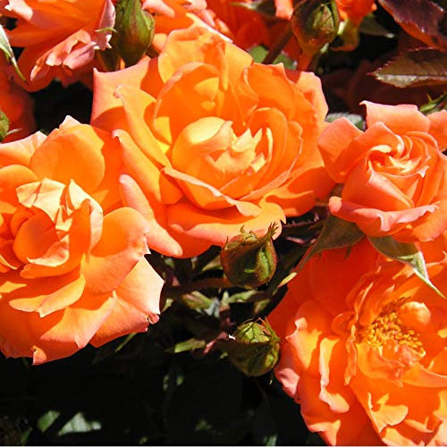 Wild Fire - 5.5lt Potted Patio Garden Rose Bush - Vibrant Orange, Repeat Flowering Blooms