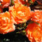 Wild Fire - 5.5lt Potted Patio Garden Rose Bush - Vibrant Orange, Repeat Flowering Blooms