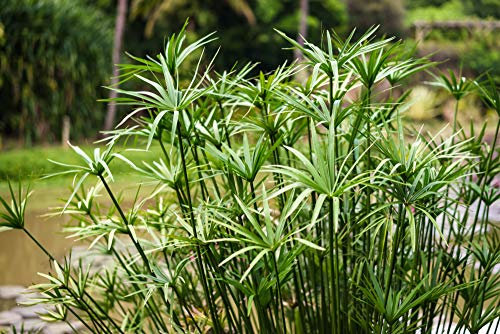 Cyperus Umbrella Plant Seeds- House or Pond Plant