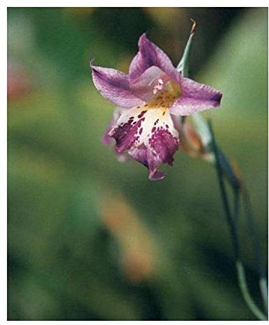 Gladiolus inflexus - Schwertlilie - 5 Samen
