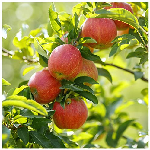 James Grieves Apple Tree 4-5ft Tall in 6L Pot Ready to Fruit, Desert & Cooking Apple