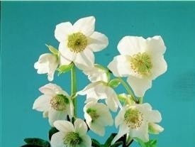 Just Seed - Flower - Helleborus Niger - Christmas Rose - 18 Seed