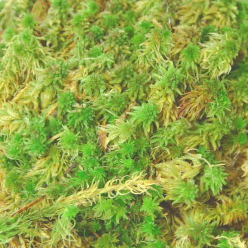 sphagnum-shop.com Lebendes Sphagnum Moos 1 kg für das Terrarium und Moorbeete Orchideensubstrat Monstera Substrat Moosstäbe